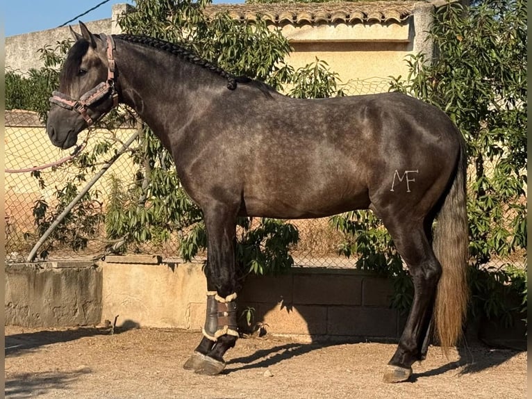 PRE Stallion 3 years 16.1 hh Grey-Dark-Tan in Betera