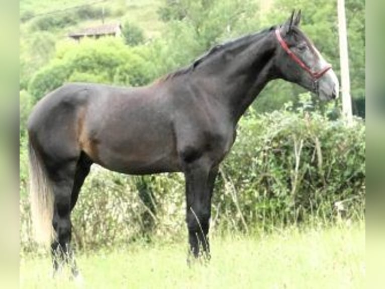 PRE Mix Stallion 3 years 16.1 hh Grey in Gijon