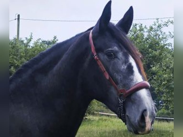 PRE Mix Stallion 3 years 16.1 hh Grey in Gijon
