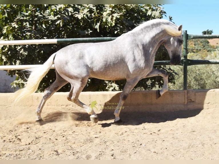 PRE Stallion 3 years 16.1 hh Grey in Provinz Malaga