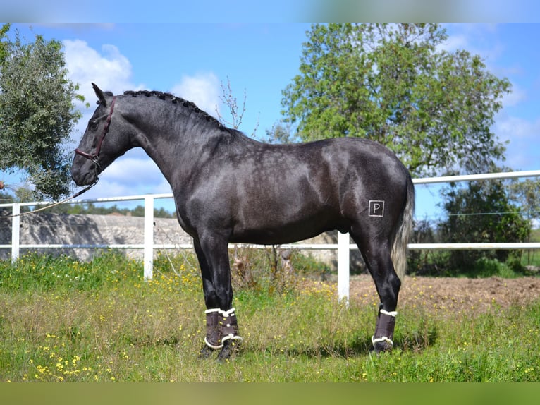 PRE Stallion 3 years 16.1 hh Grey in El Tiemblo