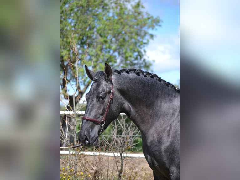 PRE Stallion 3 years 16.1 hh Grey in El Tiemblo
