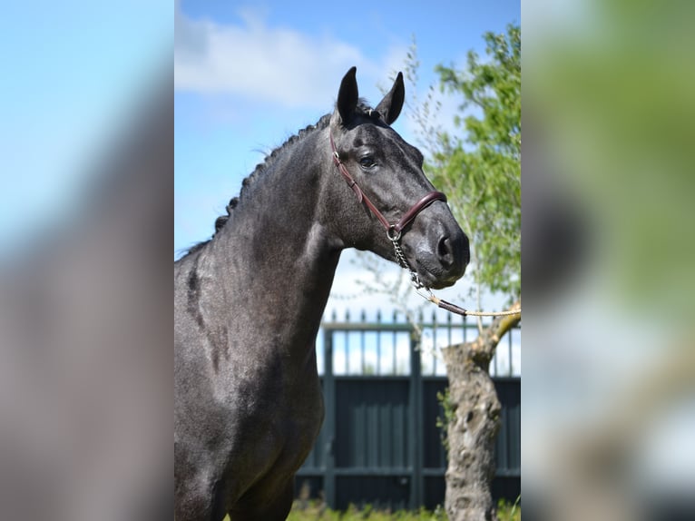 PRE Stallion 3 years 16.1 hh Grey in El Tiemblo