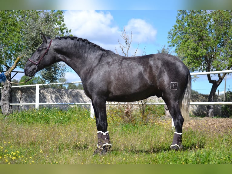 PRE Stallion 3 years 16.1 hh Grey in El Tiemblo
