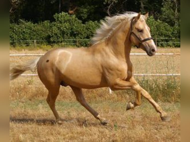 PRE Mix Stallion 3 years 16.1 hh Overo-all-colors in Madrid
