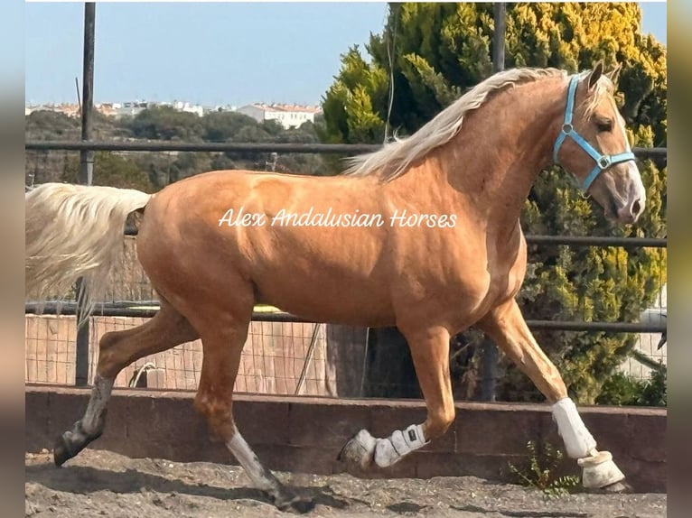 PRE Mix Stallion 3 years 16,1 hh Palomino in Sevilla