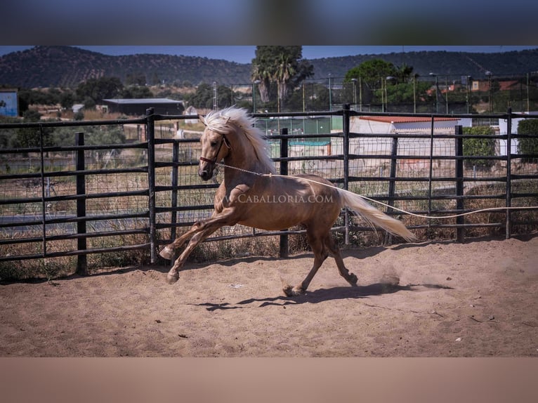 PRE Stallion 3 years 16,1 hh Palomino in Rafelguaraf