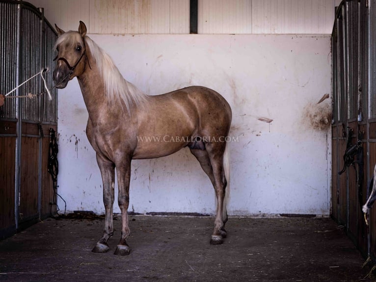 PRE Stallion 3 years 16,1 hh Palomino in Rafelguaraf