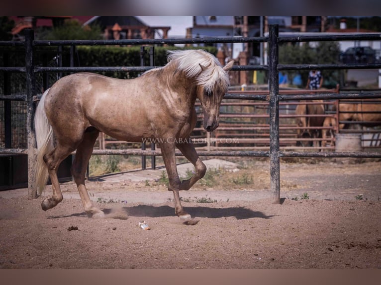 PRE Stallion 3 years 16,1 hh Palomino in Rafelguaraf