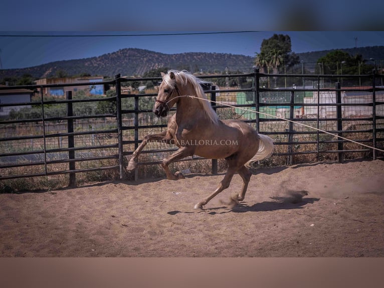 PRE Stallion 3 years 16,1 hh Palomino in Rafelguaraf