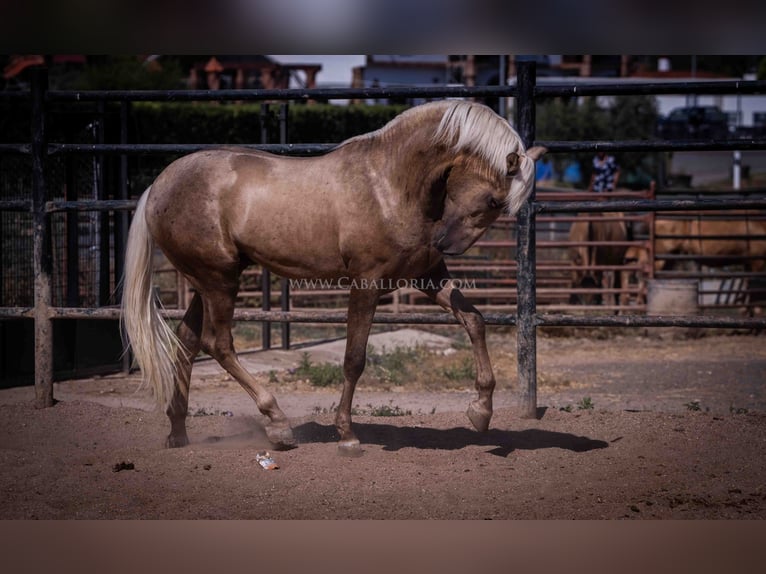 PRE Stallion 3 years 16,1 hh Palomino in Rafelguaraf