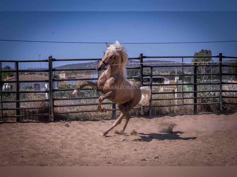 PRE Stallion 3 years 16,1 hh Palomino in Rafelguaraf