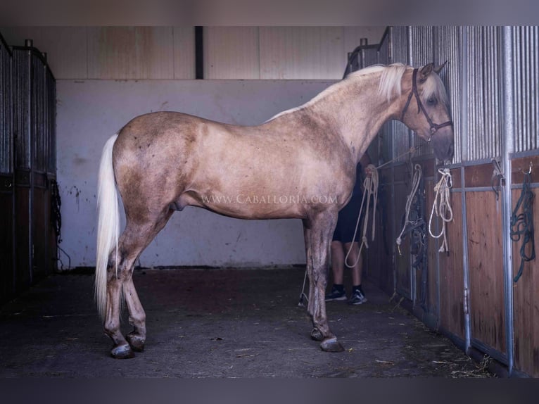 PRE Stallion 3 years 16,1 hh Palomino in Rafelguaraf