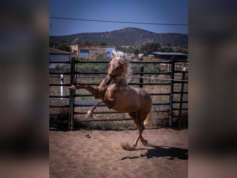 PRE Stallion 3 years 16,1 hh Palomino in Rafelguaraf