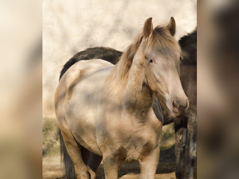 PRE Mix Stallion 3 years 16,1 hh Pearl in Kubschütz