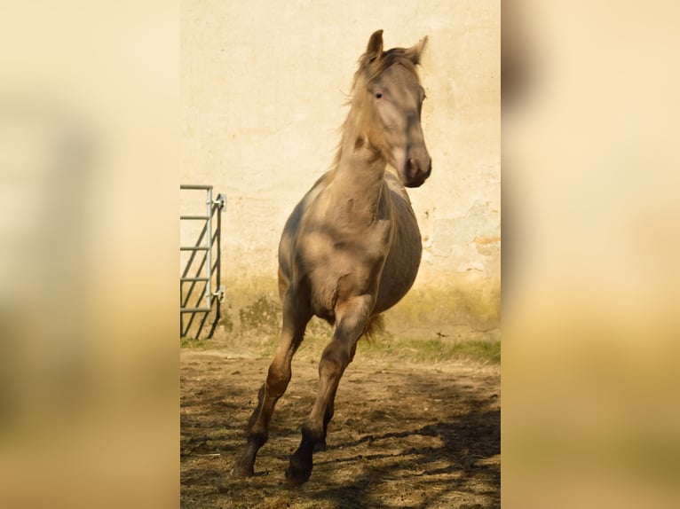 PRE Mix Stallion 3 years 16,1 hh Pearl in Kubschütz