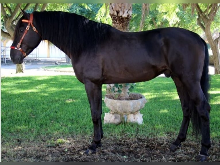 PRE Stallion 3 years 16,1 hh Smoky-Black in Jerez de la Frontera