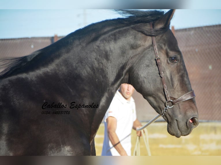 PRE Stallion 3 years 16,1 hh Smoky-Black in Vejer de la Frontera