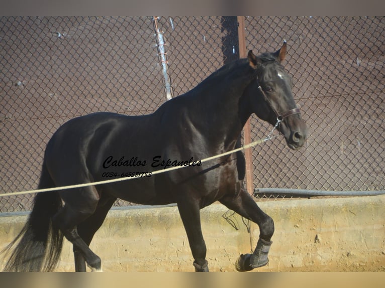 PRE Stallion 3 years 16,1 hh Smoky-Black in Vejer de la Frontera