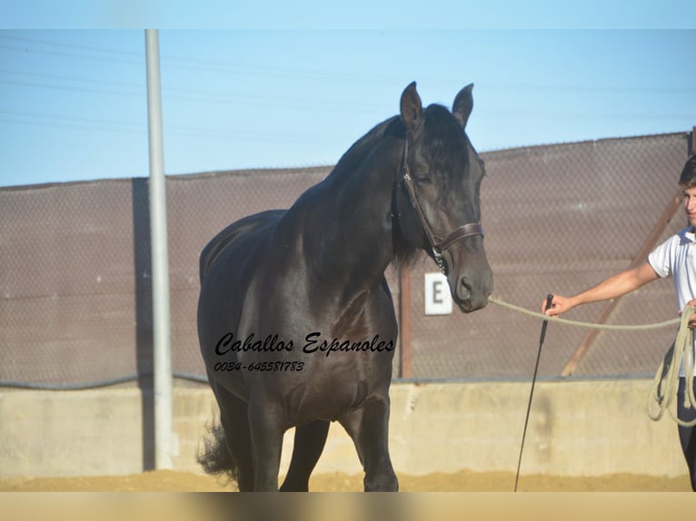 PRE Stallion 3 years 16,1 hh Smoky-Black in Vejer de la Frontera