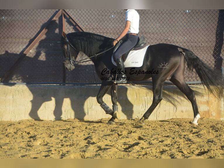 PRE Stallion 3 years 16,1 hh Smoky-Black in Vejer de la Frontera