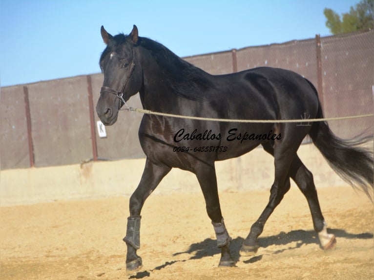 PRE Stallion 3 years 16,1 hh Smoky-Black in Vejer de la Frontera