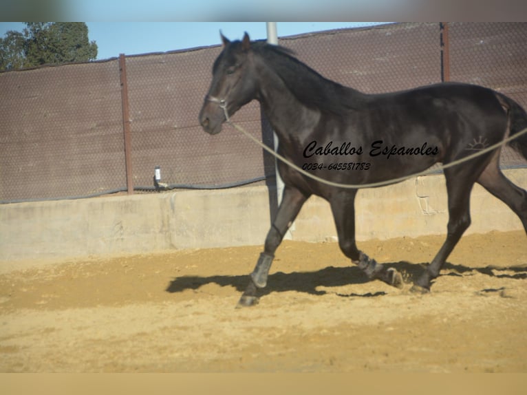 PRE Stallion 3 years 16,1 hh Smoky-Black in Vejer de la Frontera