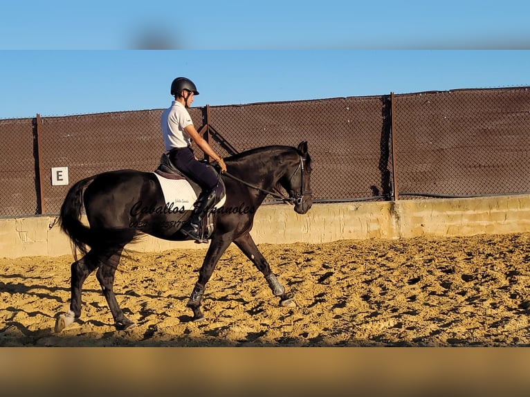 PRE Stallion 3 years 16,1 hh Smoky-Black in Vejer de la Frontera