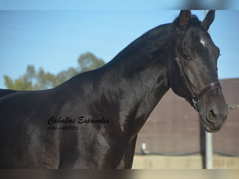 PRE Stallion 3 years 16,1 hh Smoky-Black in Vejer de la Frontera