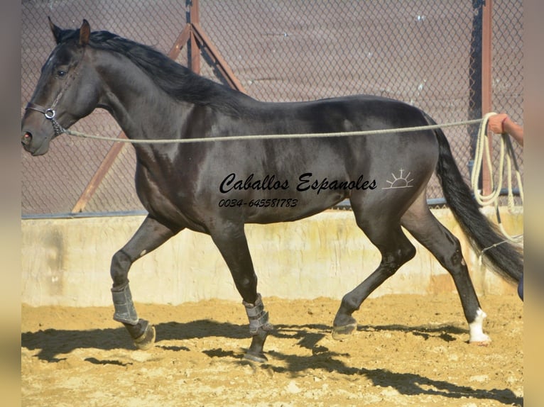 PRE Stallion 3 years 16,1 hh Smoky-Black in Vejer de la Frontera