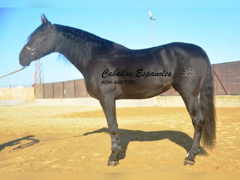 PRE Stallion 3 years 16,1 hh Smoky-Black in Vejer de la Frontera