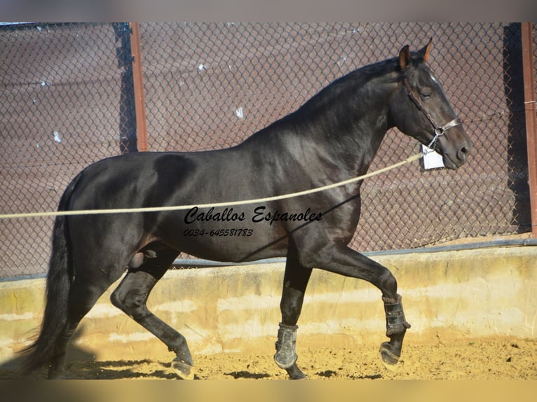 PRE Stallion 3 years 16,1 hh Smoky-Black in Vejer de la Frontera