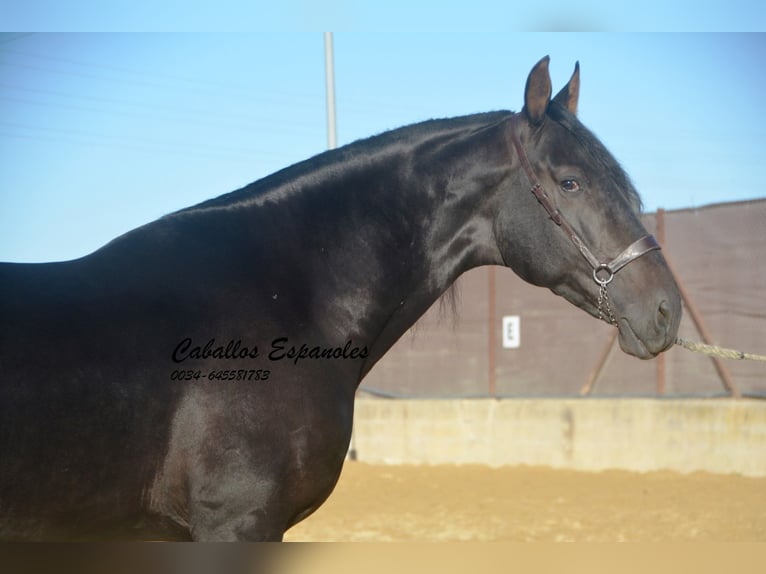 PRE Stallion 3 years 16,1 hh Smoky-Black in Vejer de la Frontera