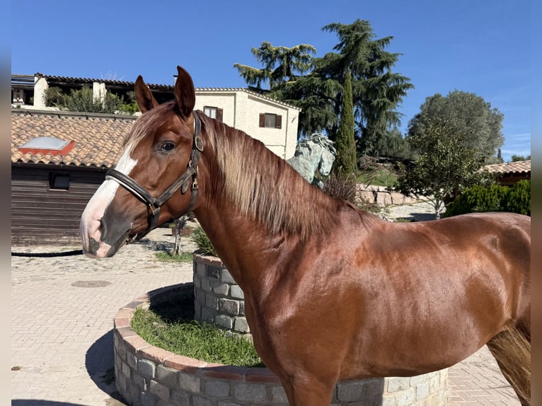 PRE Mix Stallion 3 years 16.1 hh Sorrel in Barcelona