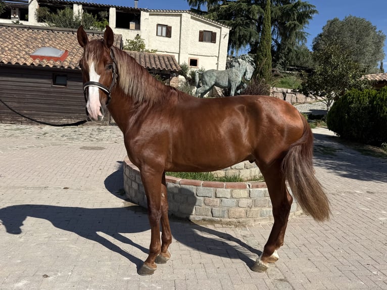 PRE Mix Stallion 3 years 16.1 hh Sorrel in Barcelona