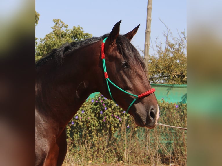 PRE Stallion 3 years 16,2 hh Bay-Dark in Chiclana de la Frontera