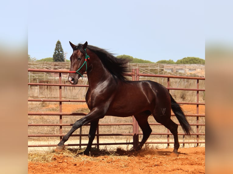 PRE Stallion 3 years 16,2 hh Bay-Dark in Chiclana de la Frontera