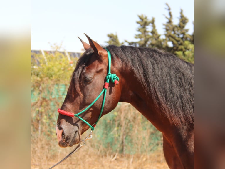 PRE Stallion 3 years 16,2 hh Bay-Dark in Chiclana de la Frontera