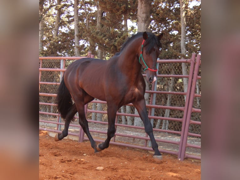 PRE Stallion 3 years 16,2 hh Bay-Dark in Chiclana de la Frontera