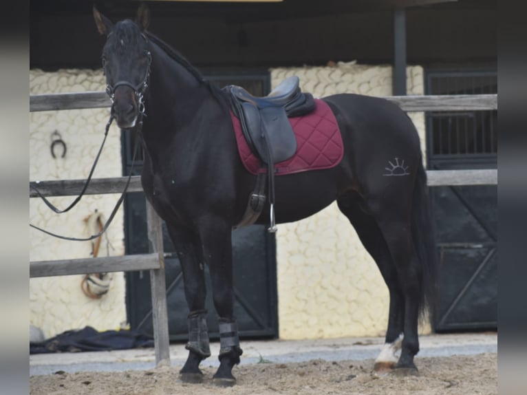 PRE Stallion 3 years 16,2 hh Bay-Dark in Sevilla