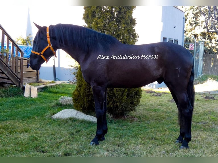 PRE Mix Stallion 3 years 16,2 hh Black in Sevilla