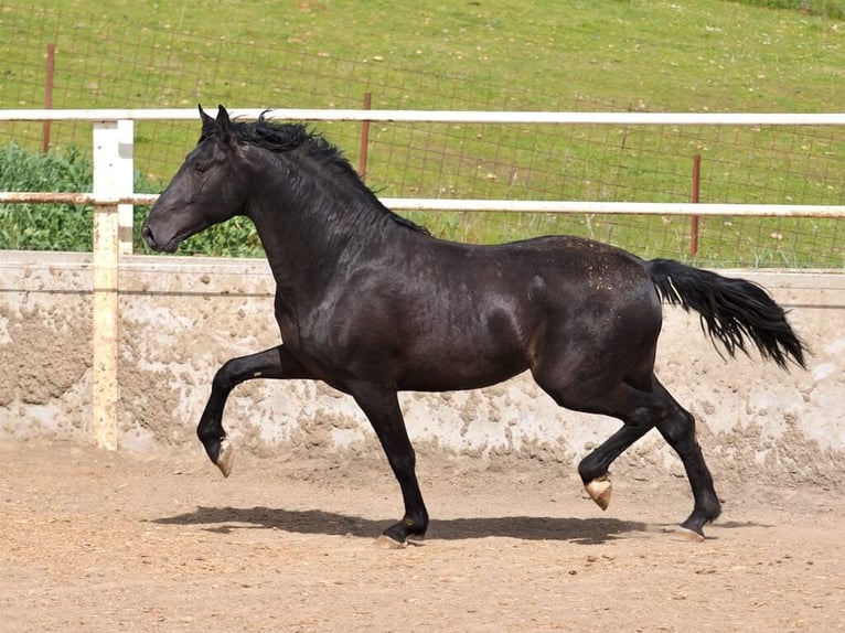PRE Mix Stallion 3 years 16.2 hh Black in Navas Del Madroño