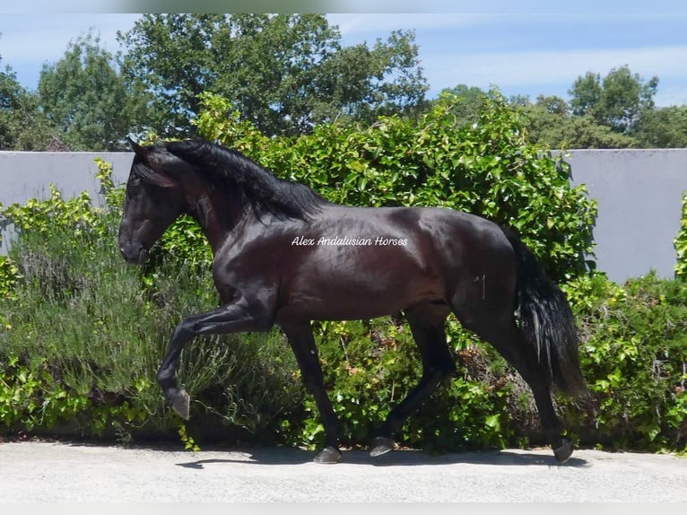 PRE Mix Stallion 3 years 16,2 hh Black in Sevilla