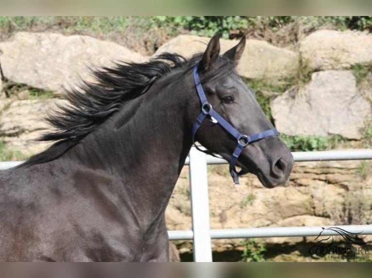 PRE Stallion 3 years 16,2 hh Black in Barcelona