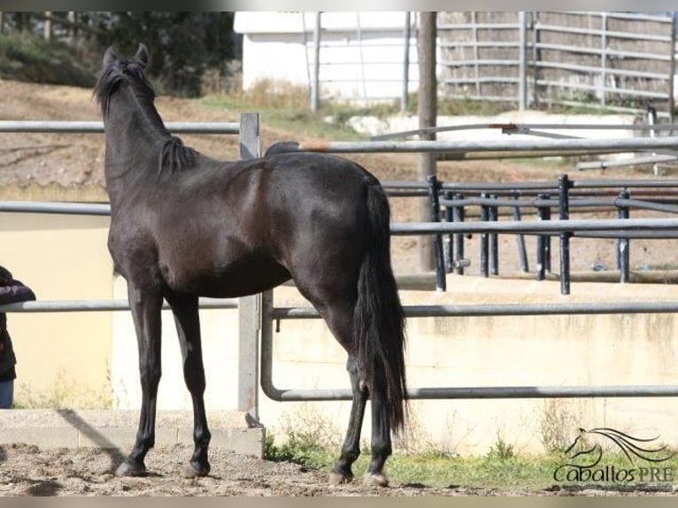 PRE Stallion 3 years 16,2 hh Black in Barcelona