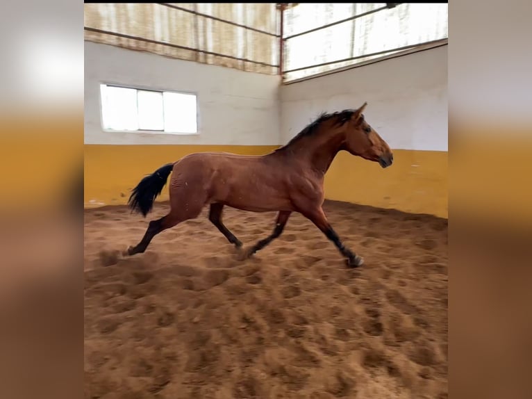 PRE Stallion 3 years 16,2 hh Brown in Valderrubio