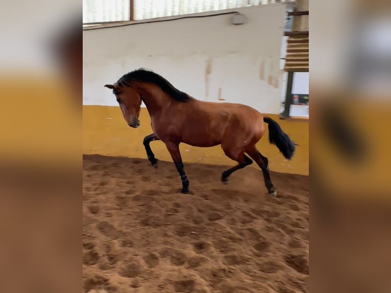 PRE Stallion 3 years 16,2 hh Brown in Valderrubio