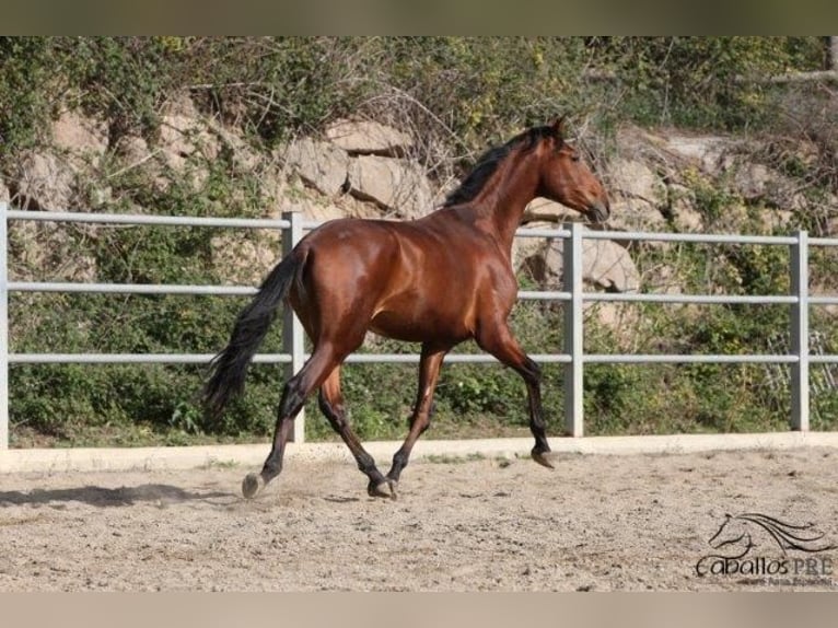 PRE Mix Stallion 3 years 16,2 hh Brown in Barcelona