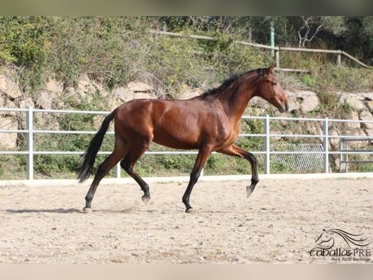 PRE Mix Stallion 3 years 16,2 hh Brown in Barcelona