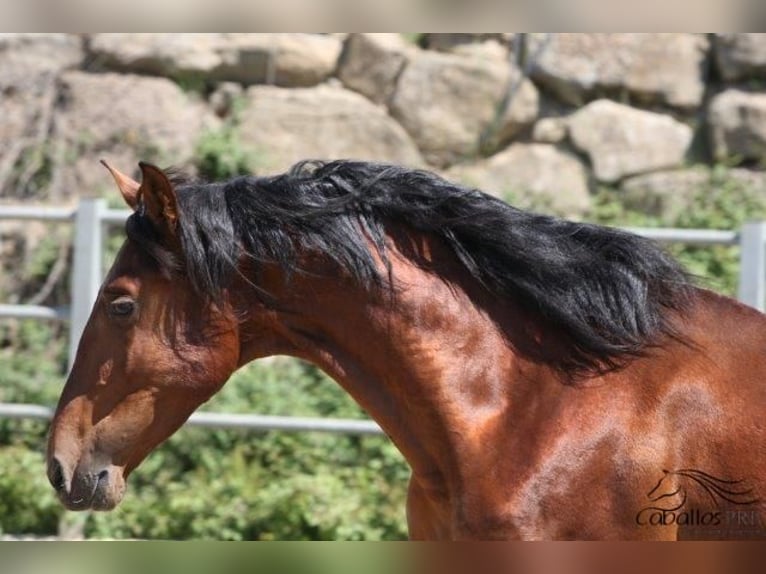 PRE Stallion 3 years 16,2 hh Brown in Barcelona